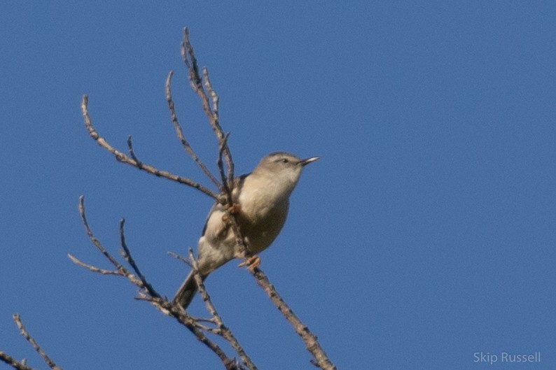 Rand's Warbler - ML122293371