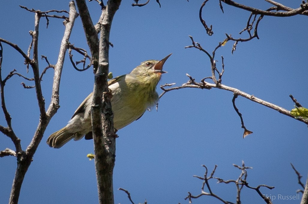 Stripe-throated Jery - ML122293481