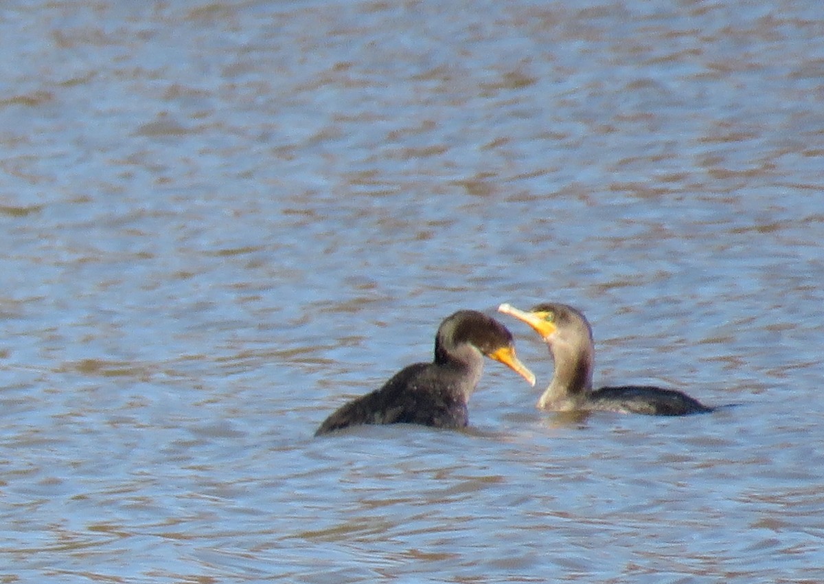 Double-crested Cormorant - michele ramsey