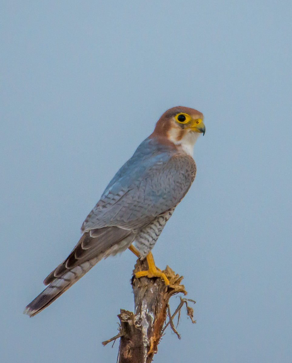 Red-necked Falcon - Arunava Bhattacharjee