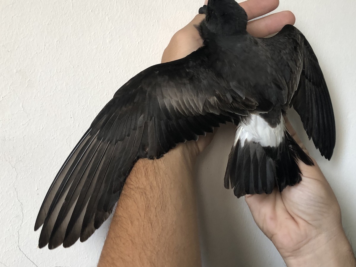 Band-rumped Storm-Petrel - ML122294771