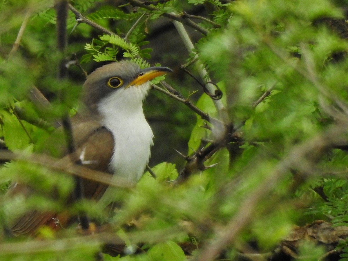 Yellow-billed Cuckoo - ML122294881