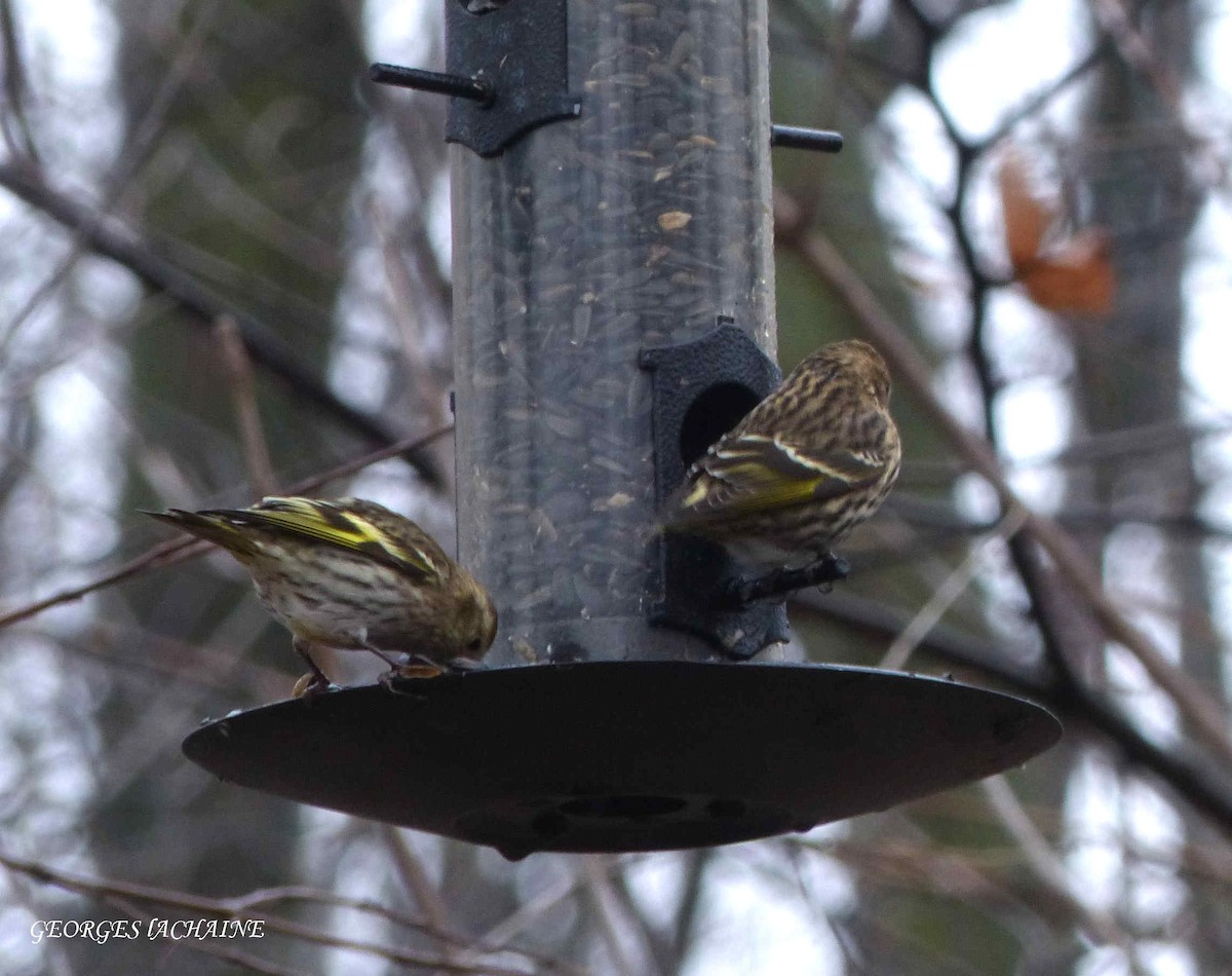 Pine Siskin - ML122295291