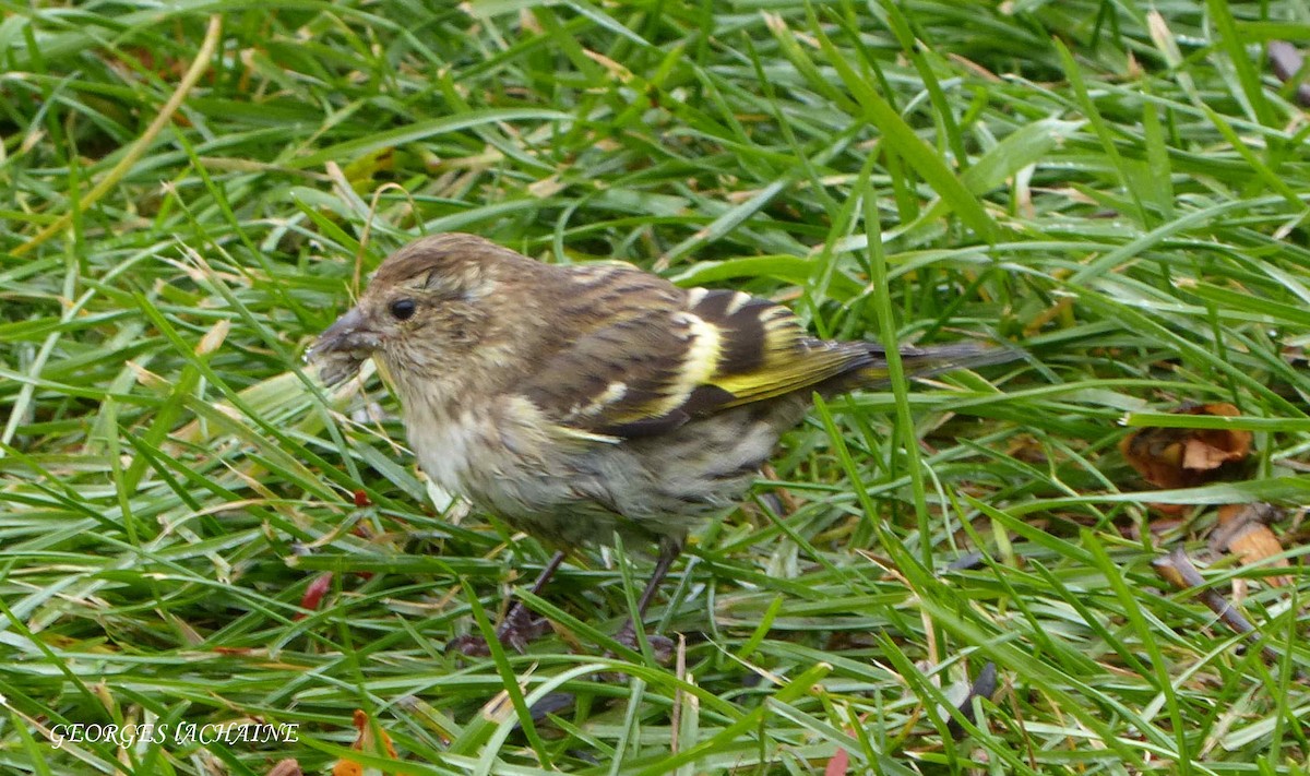 Pine Siskin - ML122295341