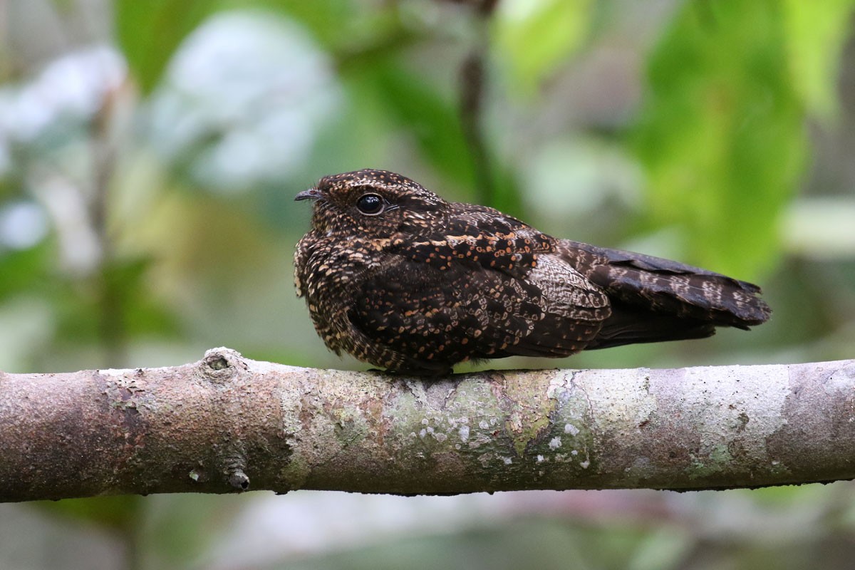 Blackish Nightjar - ML122295881