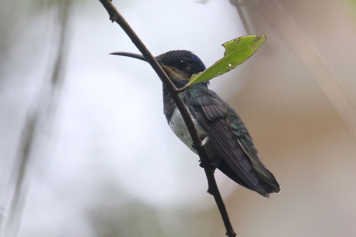 White-necked Jacobin - ML122295931