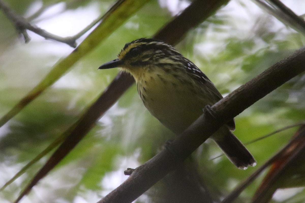 Yellow-browed Antbird - ML122296051