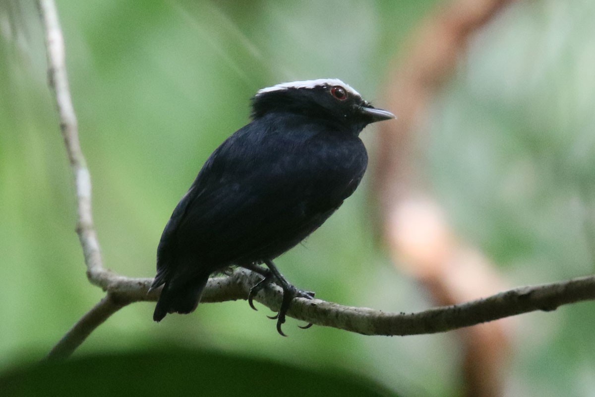 White-crowned Manakin - ML122296201