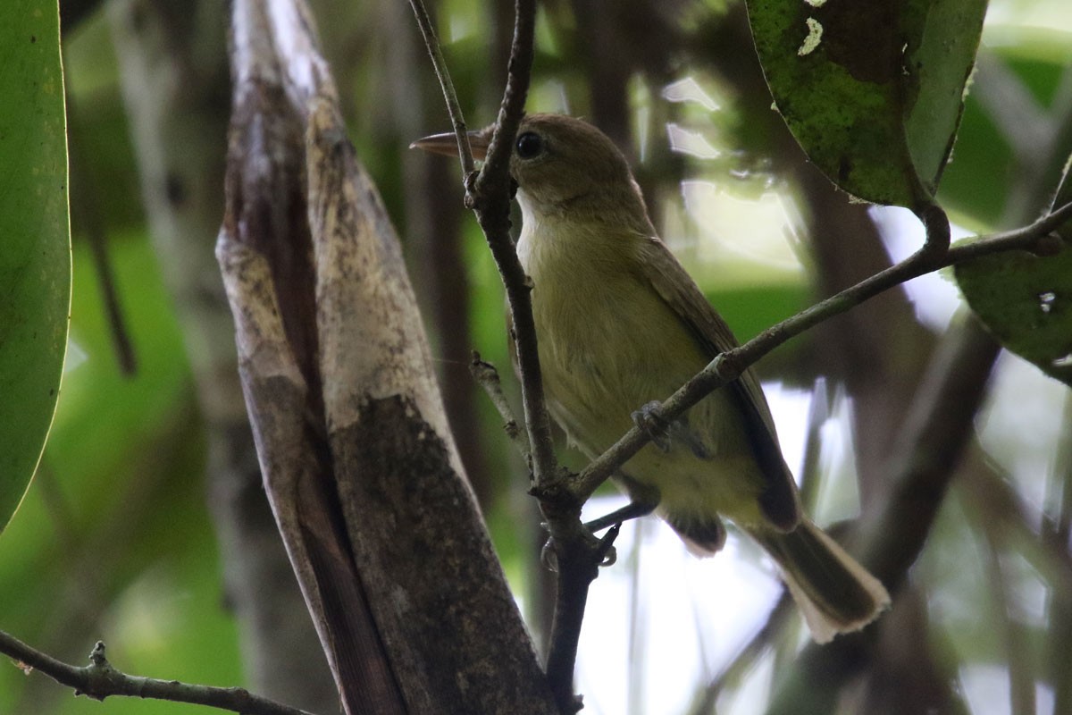 Dusky-capped Greenlet - ML122296231