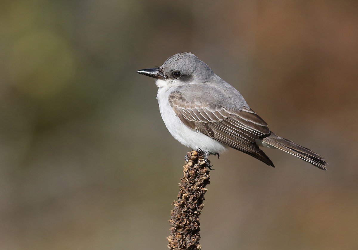 Gray Kingbird - Peter Trimble
