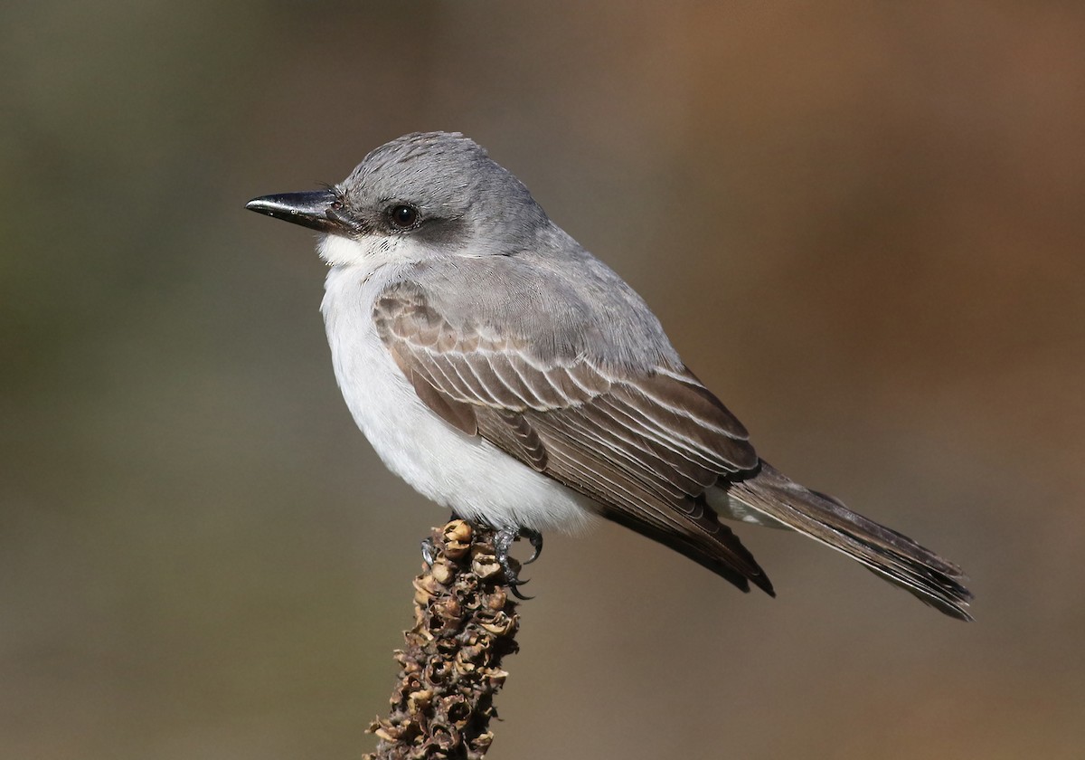 Gray Kingbird - Peter Trimble