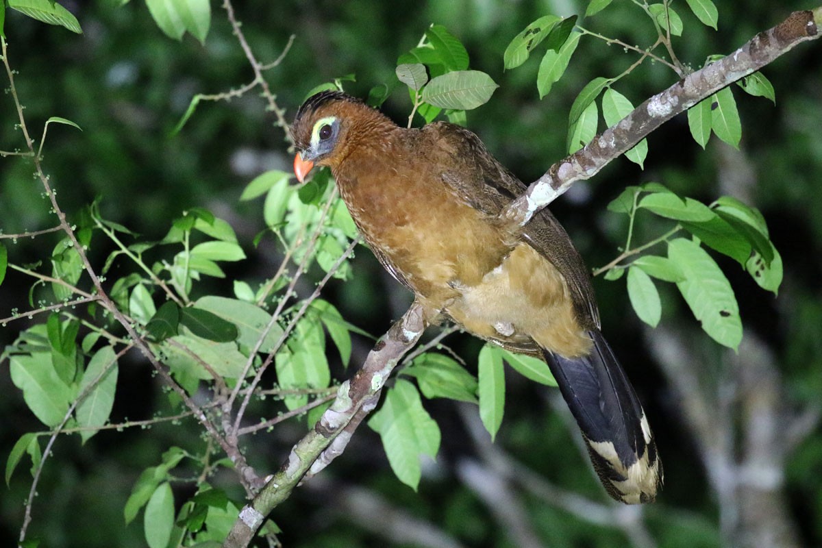 Nocturnal Curassow - Noah Strycker