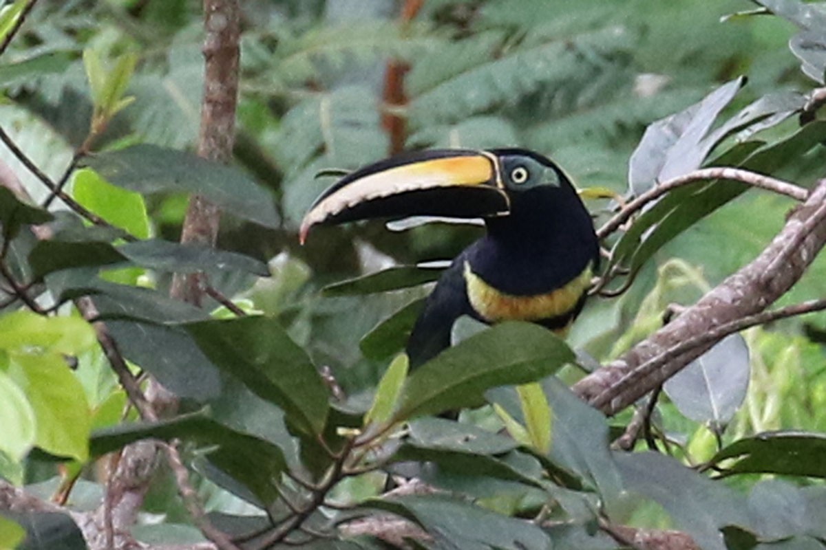 Many-banded Aracari - Noah Strycker