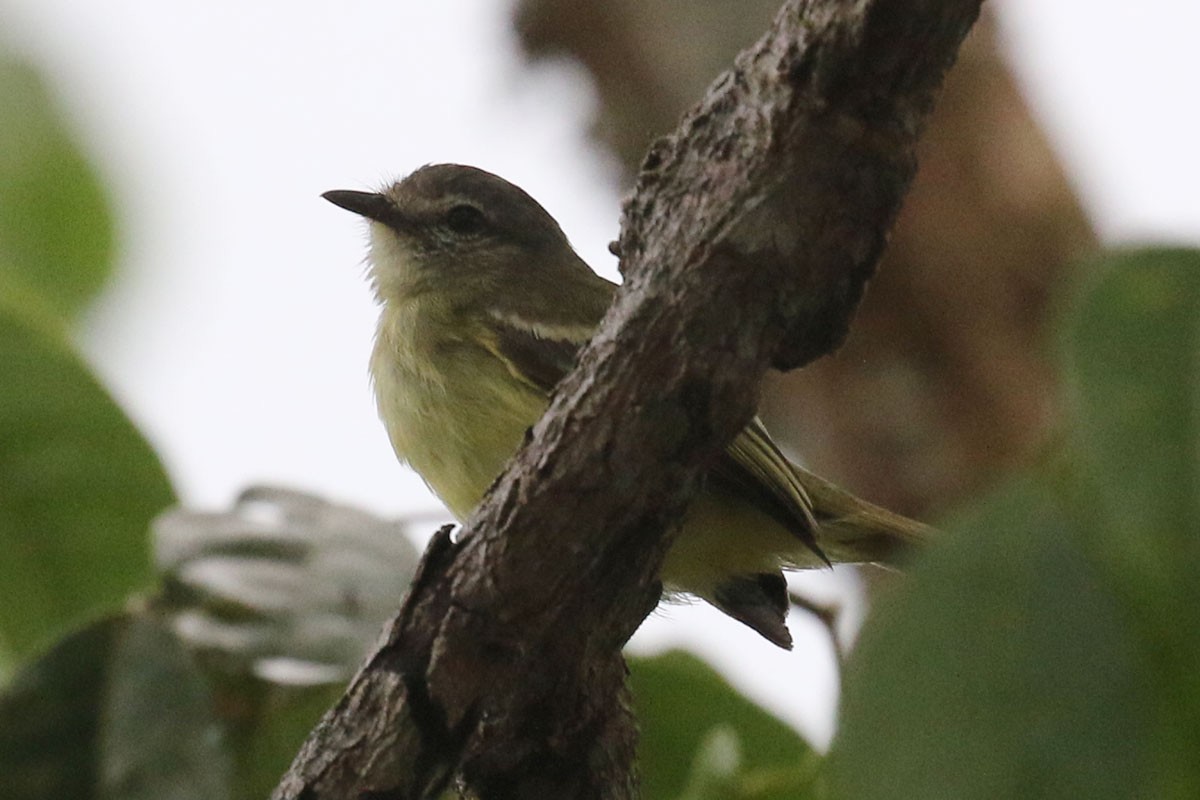 Forest Elaenia - Noah Strycker