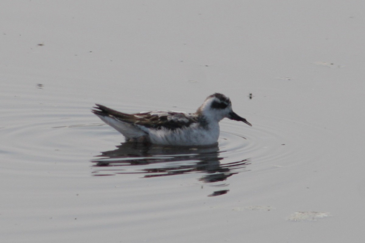 Red-necked Phalarope - Robert Gowan