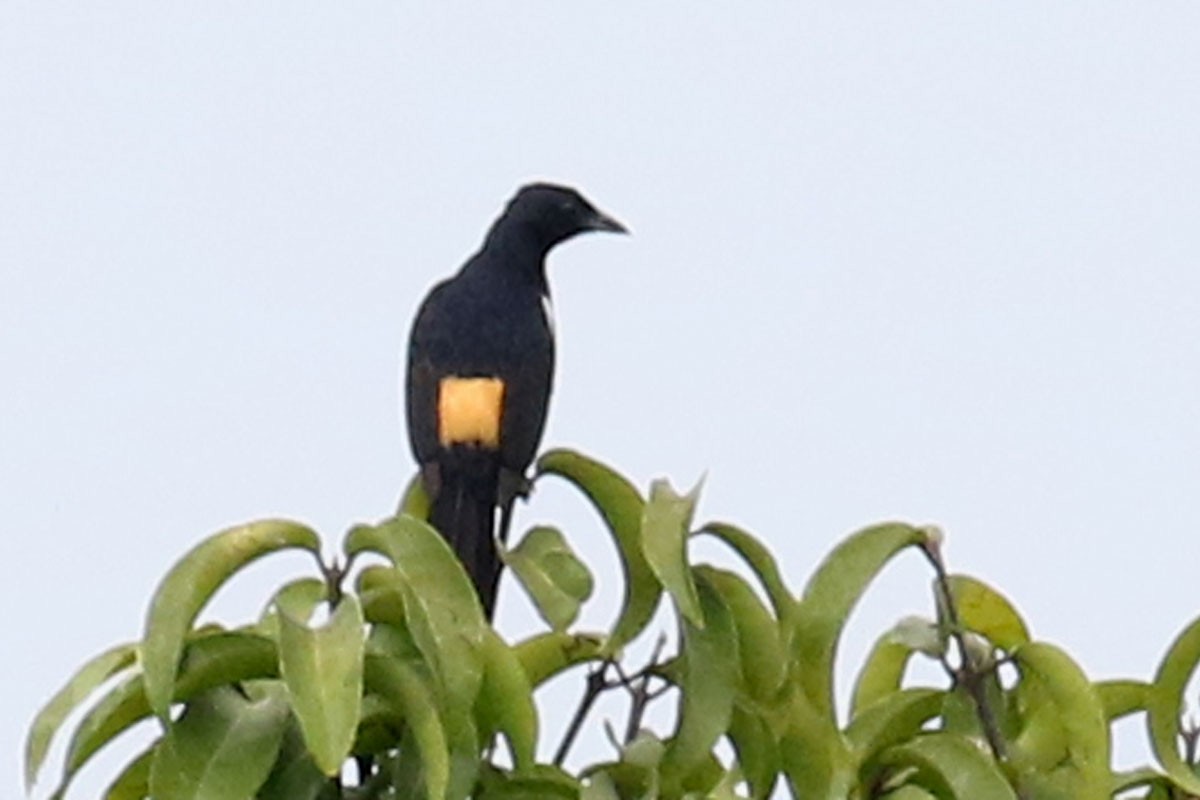 Fulvous-crested Tanager - Noah Strycker