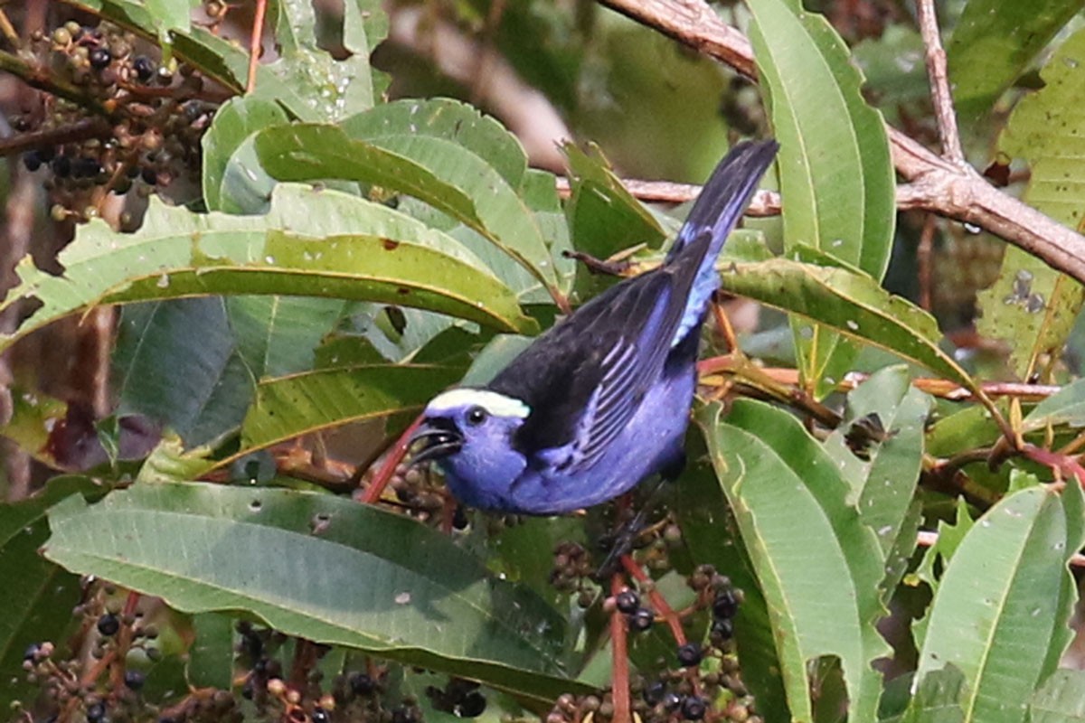 Opal-crowned Tanager - Noah Strycker