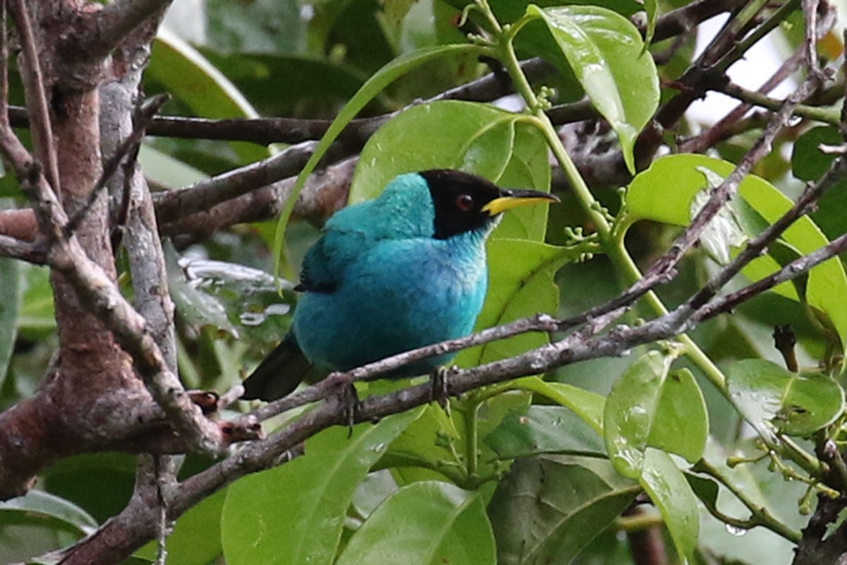 Green Honeycreeper - ML122298131