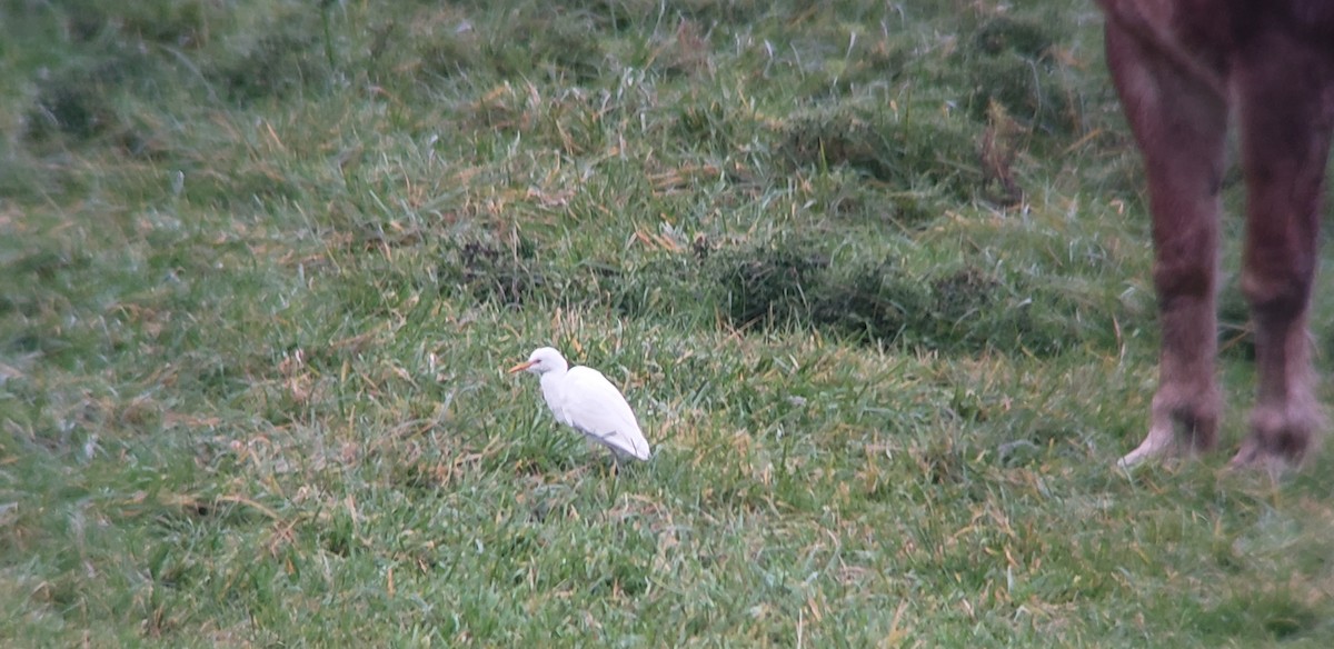 Western Cattle-Egret - ML122299501