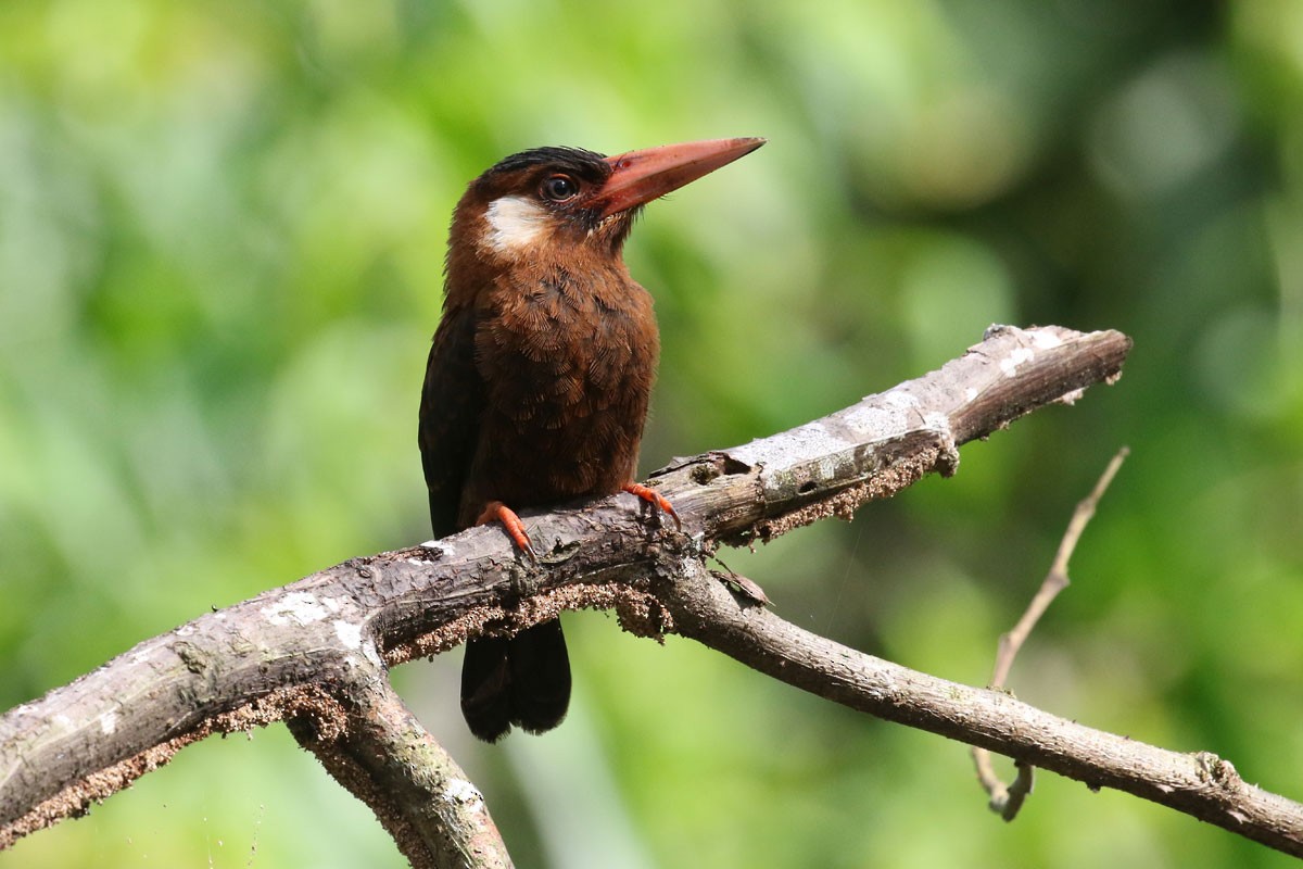 White-eared Jacamar - ML122299701