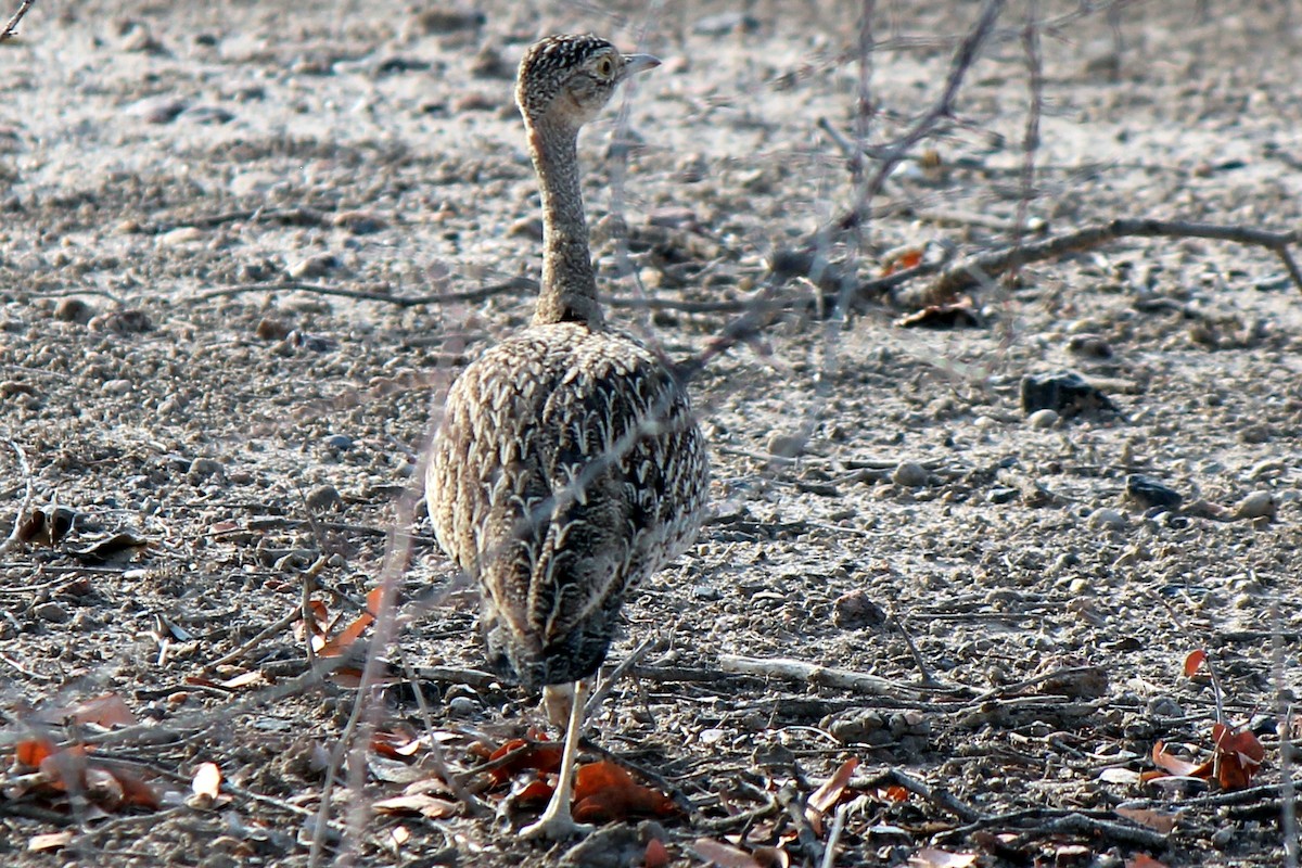 Red-crested Bustard - ML122299961