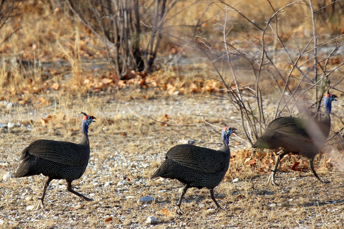 Helmeted Guineafowl - ML122300221