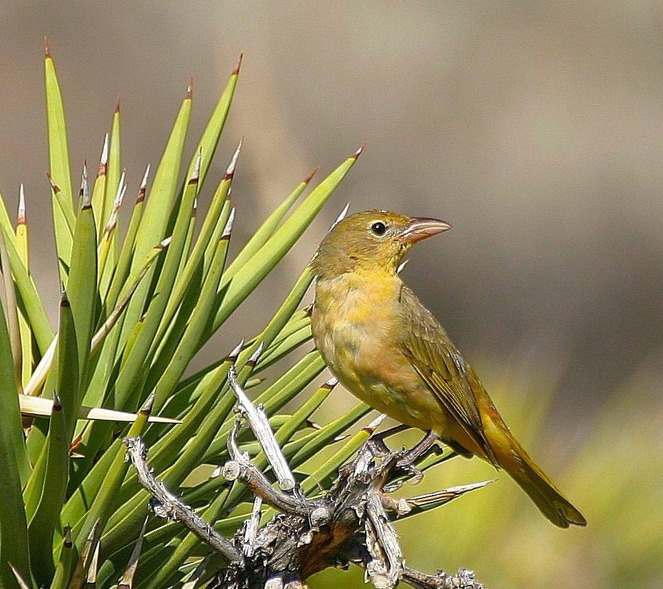 Summer Tanager - Pierre Howard