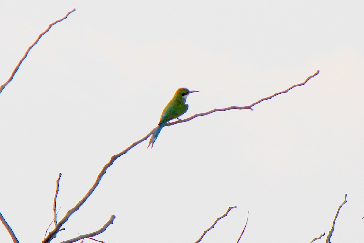 Swallow-tailed Bee-eater - Elliott Ginger