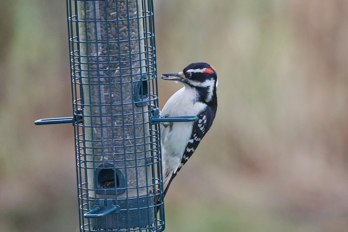 Hairy Woodpecker - ML122303721