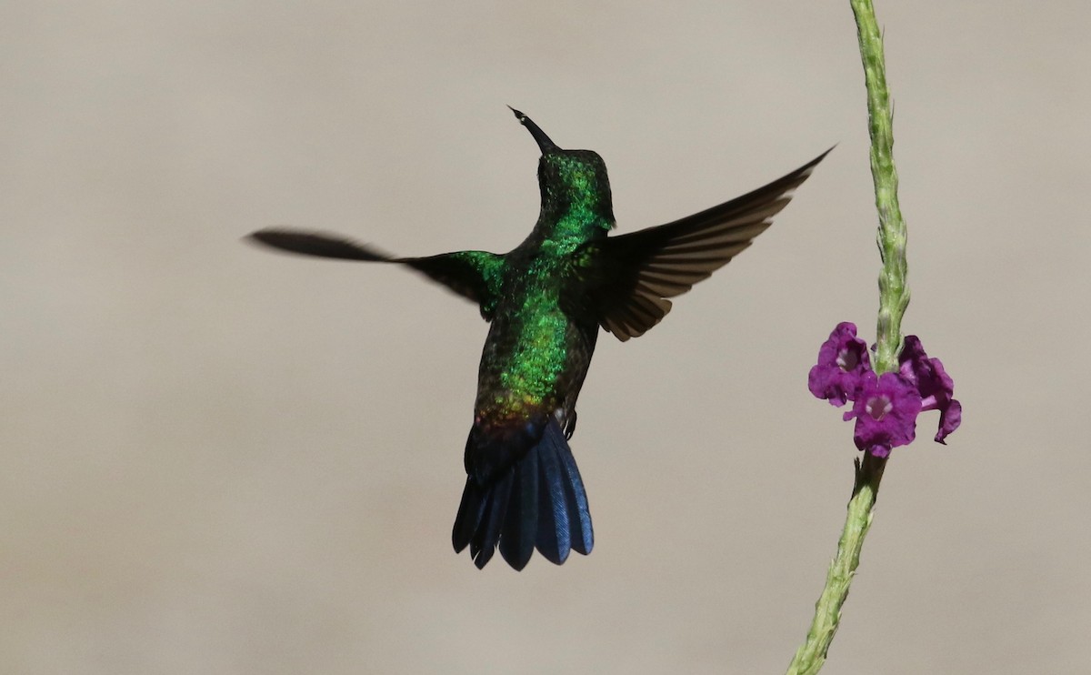 Blue-vented Hummingbird - Laurens Halsey