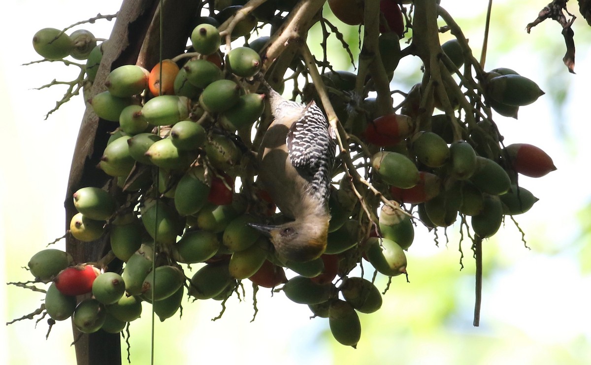 Hoffmann's Woodpecker - Laurens Halsey