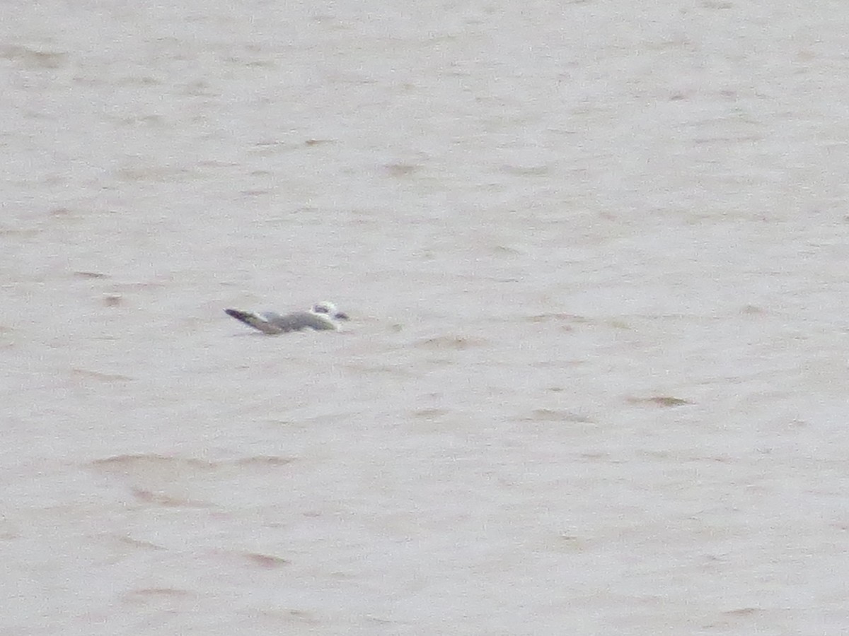 Laughing Gull - ML122305401