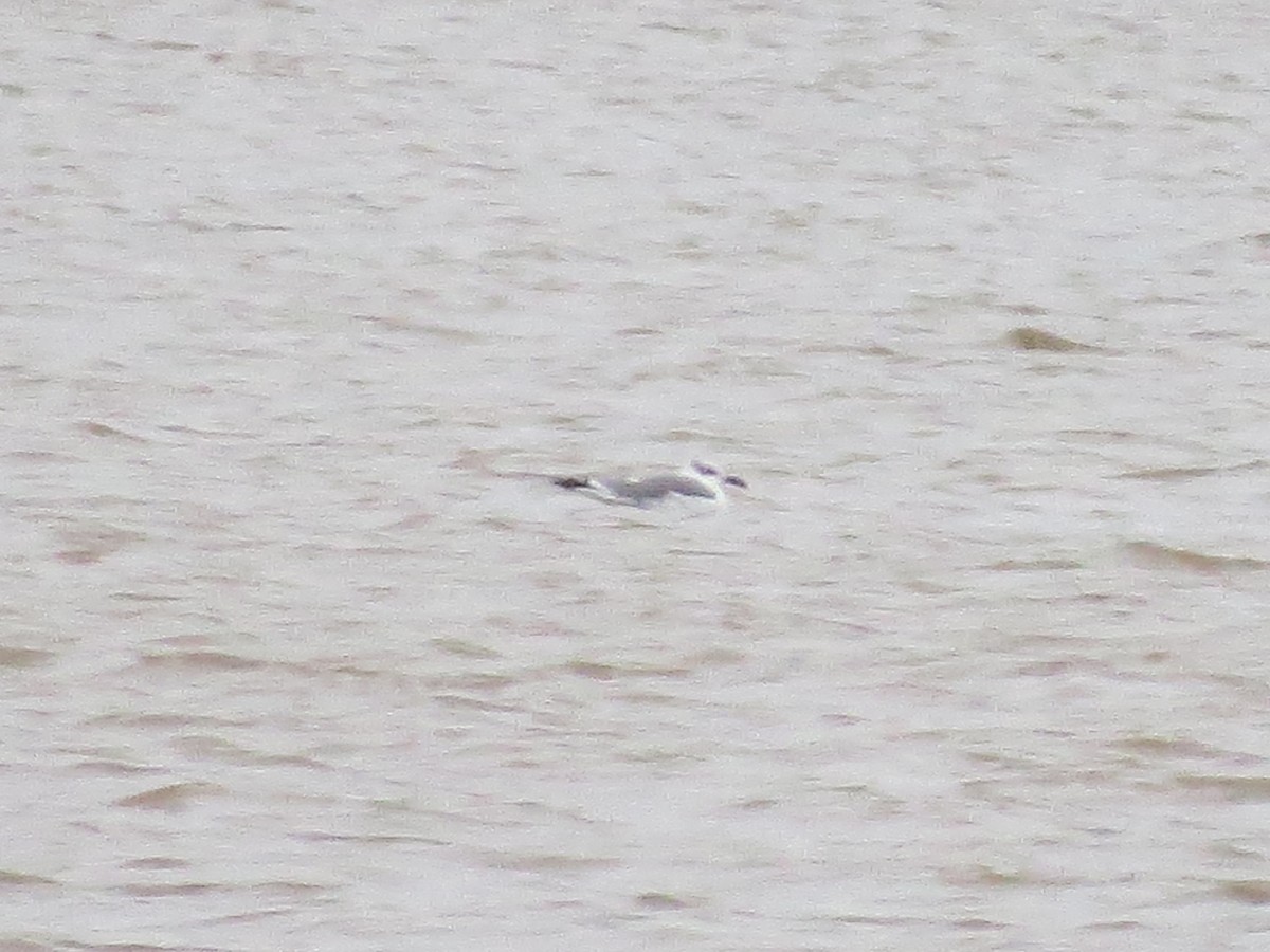 Laughing Gull - ML122305411