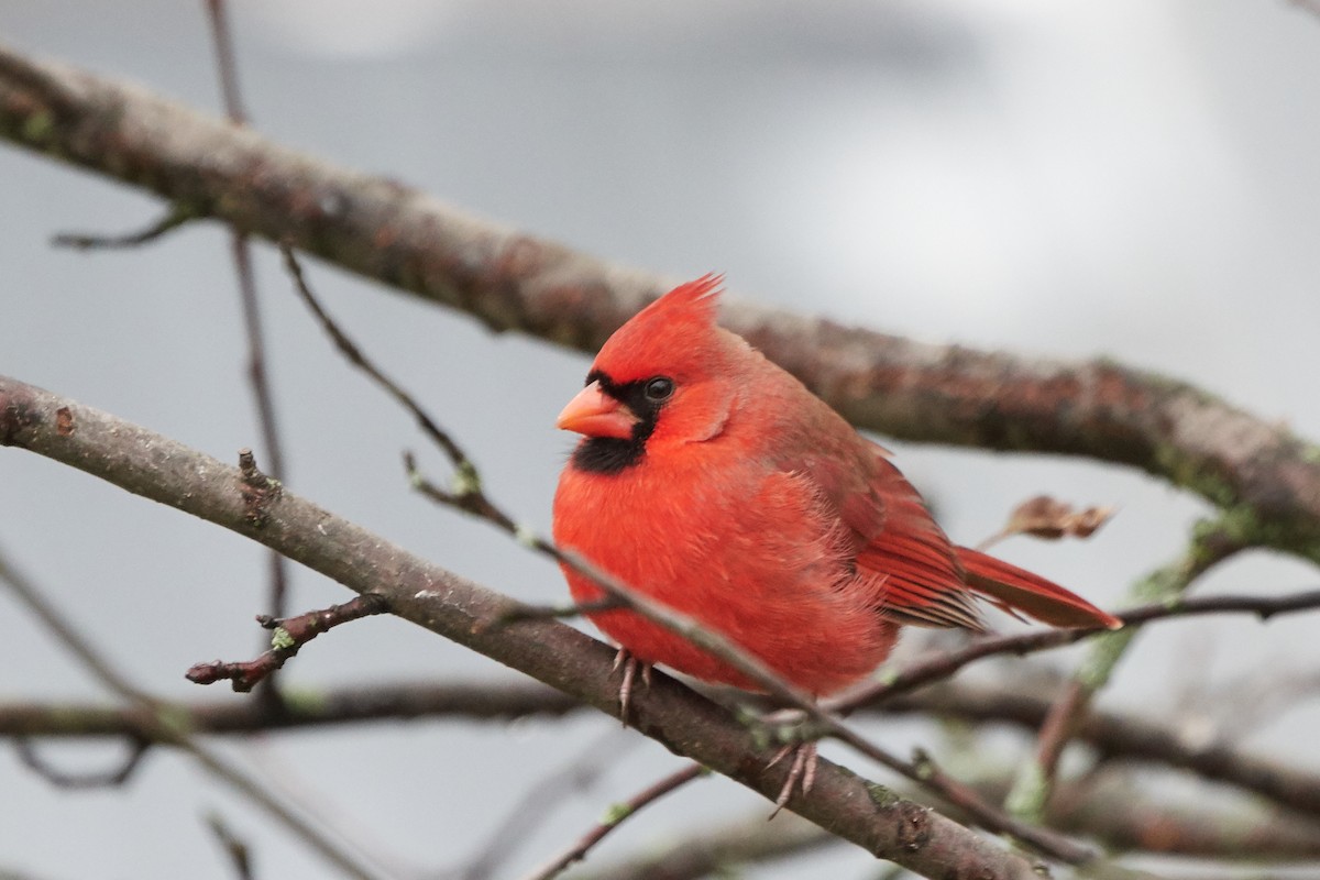 Cardinal rouge - ML122305541