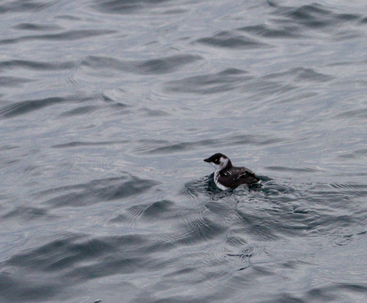 Dovekie - ML122305601