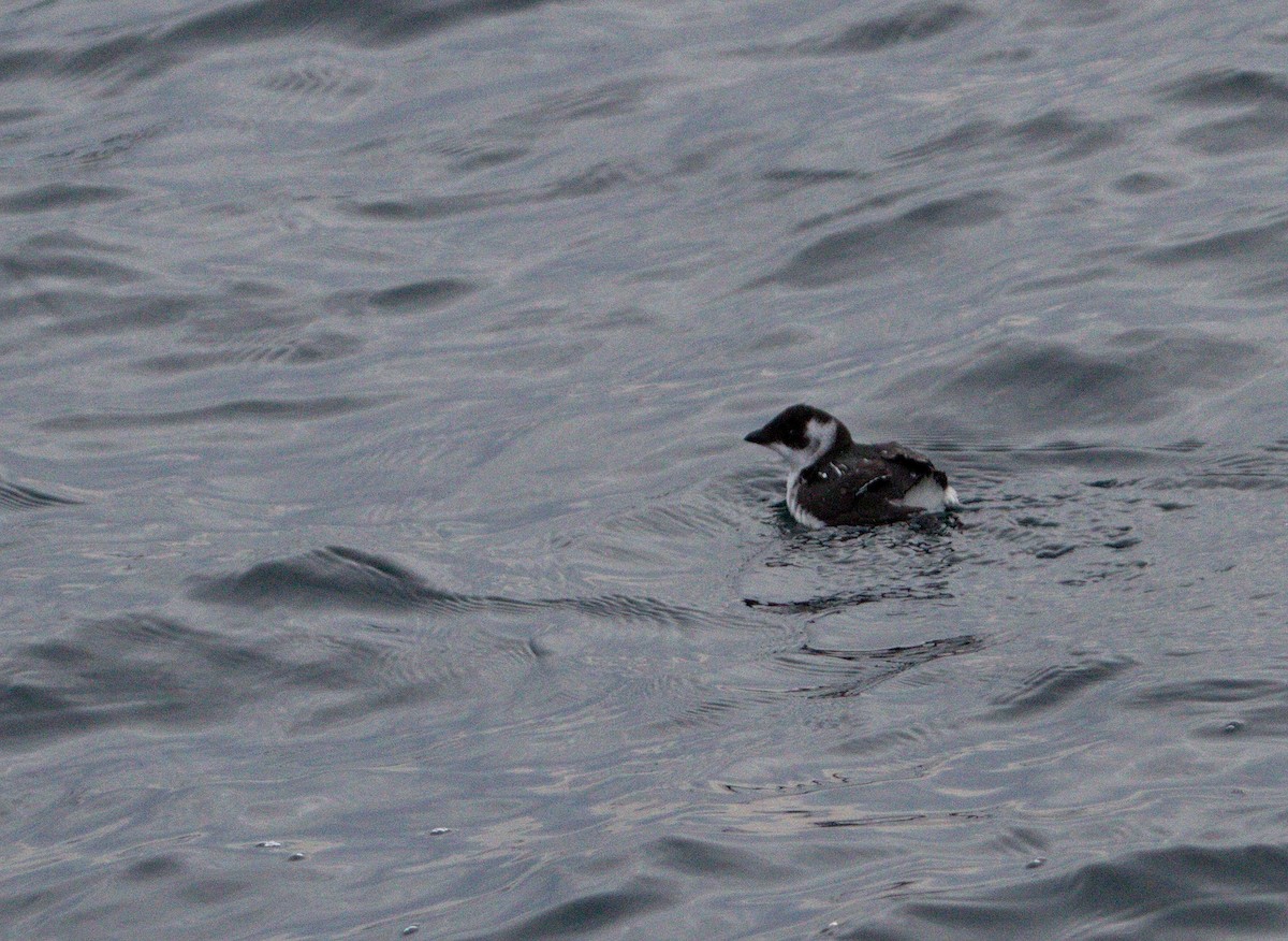 Dovekie - ML122305661