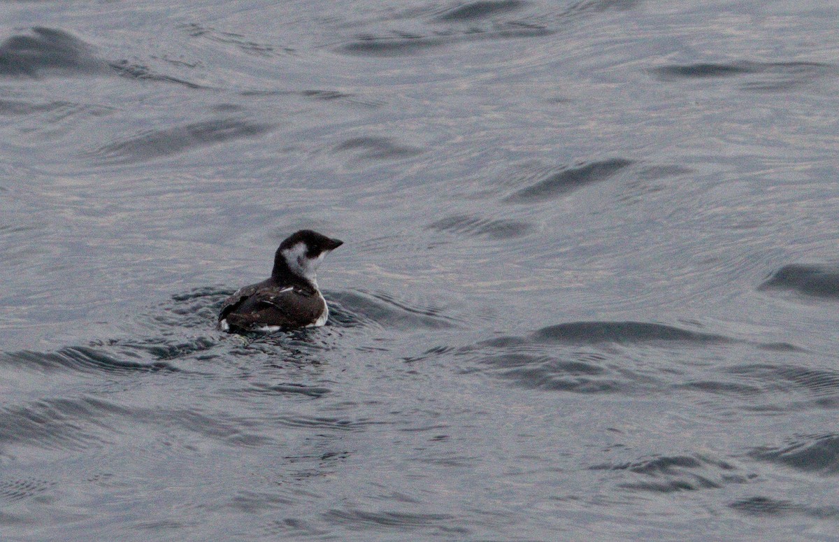 Dovekie - ML122305691