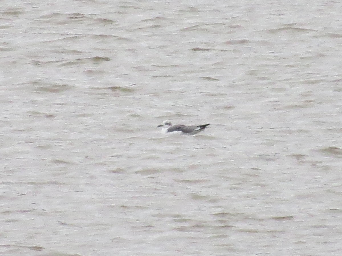 Laughing Gull - ML122305811