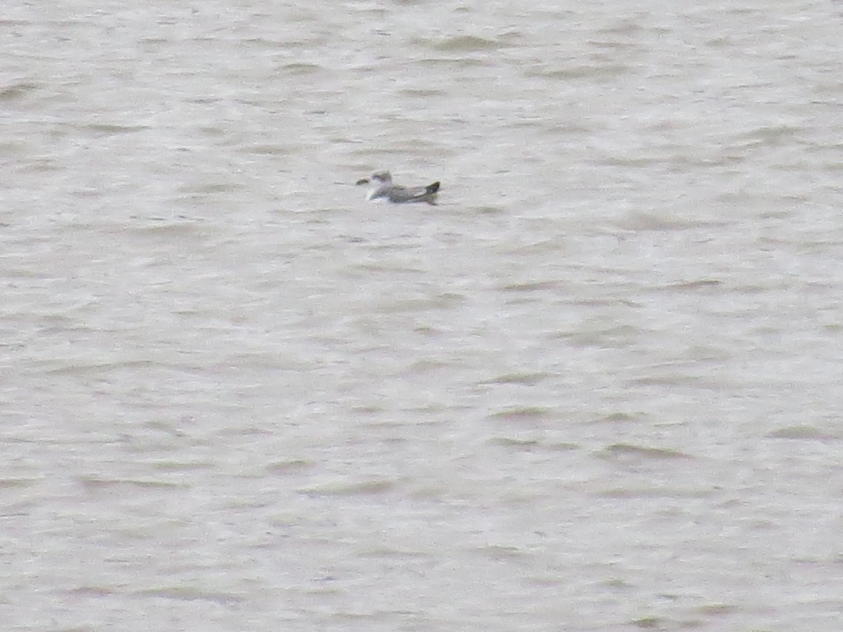 Laughing Gull - ML122305821