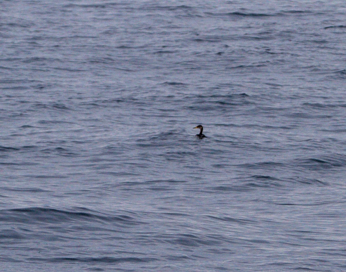 Буурал шунгуур - ML122305871