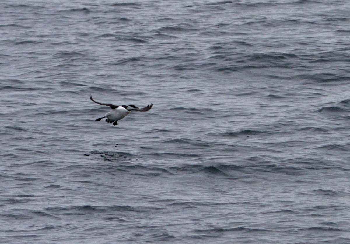 Common Murre - ML122306371