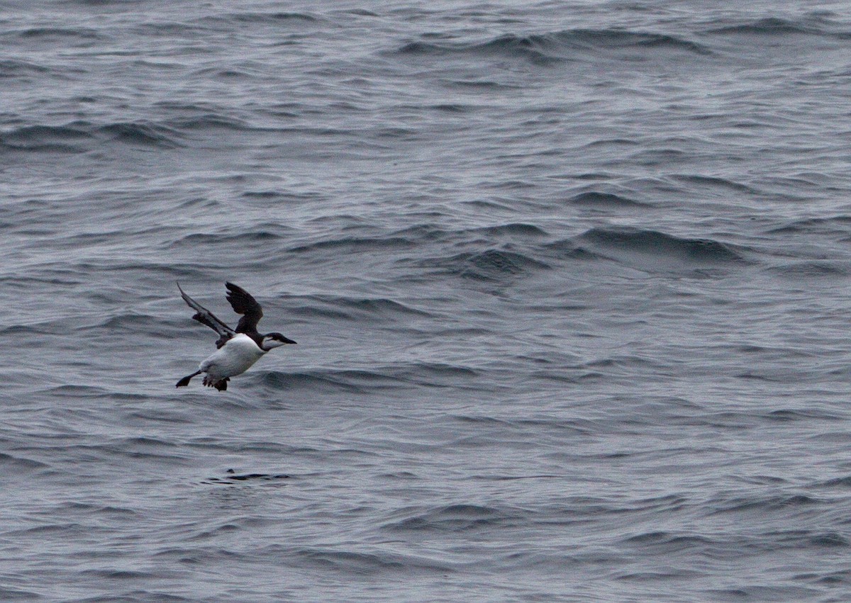 Common Murre - ML122306401