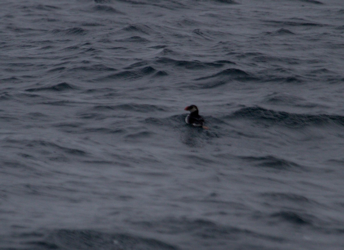 Atlantic Puffin - ML122306641