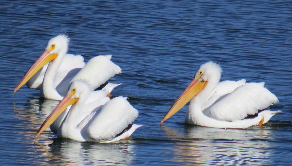 American White Pelican - Stephen Burk