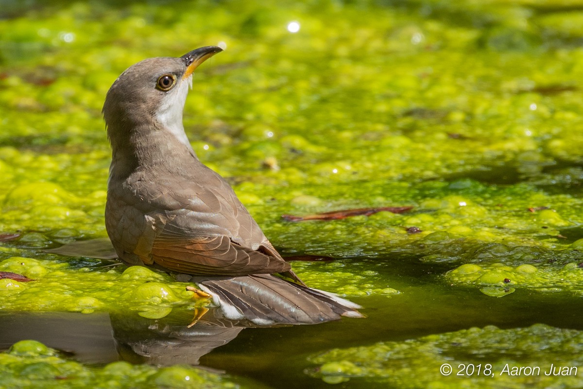 Yellow-billed Cuckoo - ML122306911