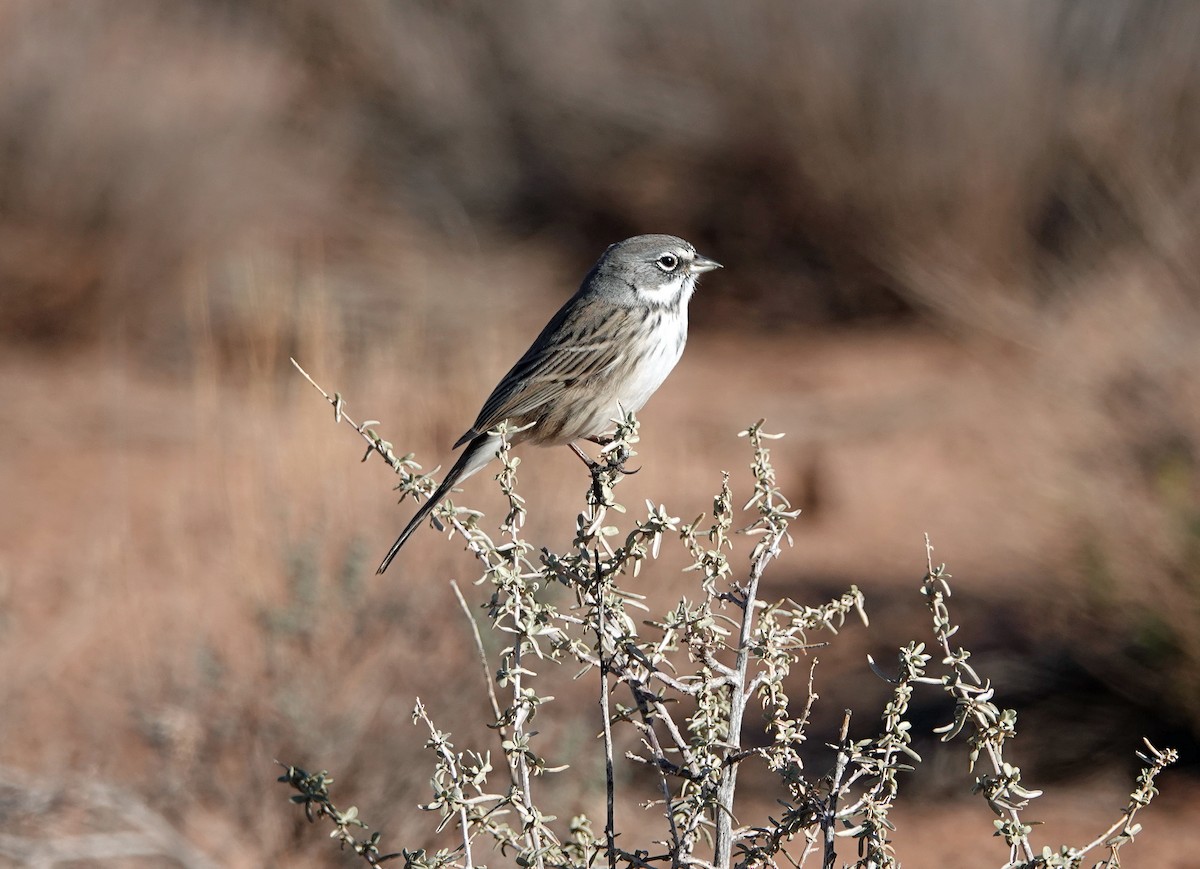 Sagebrush Sparrow - ML122307191