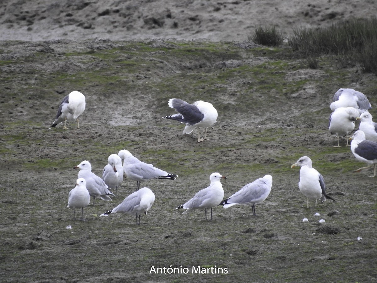 Gaviota de Audouin - ML122307641