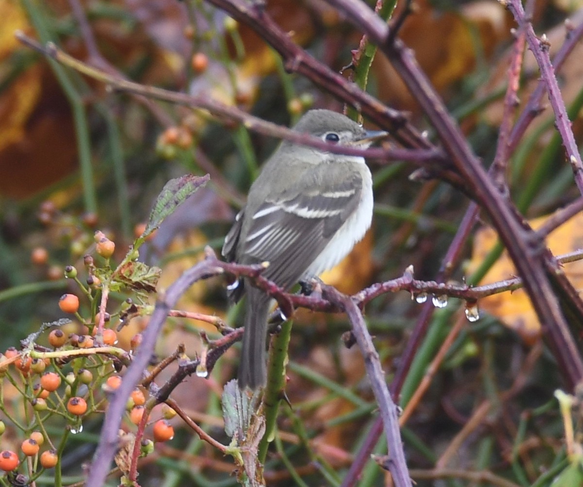 Alder Flycatcher - ML122308201