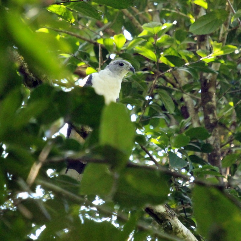 Gray-headed Kite - ML122308321