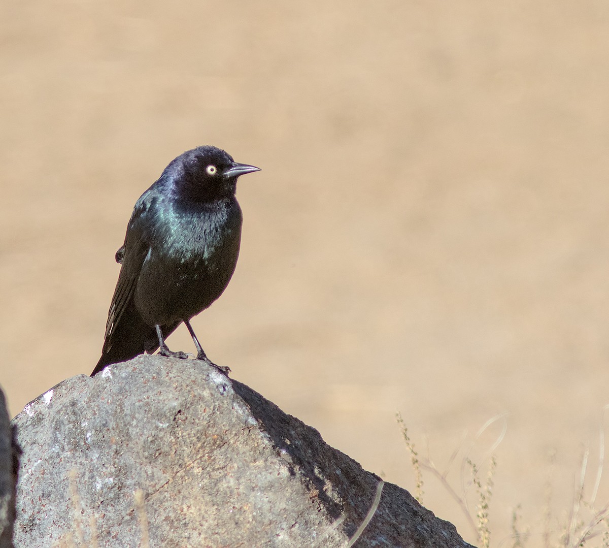 Brewer's Blackbird - ML122308701